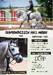 Diamondczech Full Moon - Connemarsk pony - Pipoutn plemennm hebcem