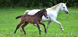 Diamondczech Spicy Corri - Connemarsk pony - Kon na prodej