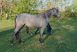 Diamondczech Spicy Corri - Connemarsk pony - Kon na prodej