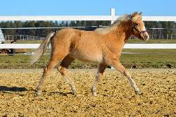 Spitfire ML94 - Welsh Partbred - Kon na prodej