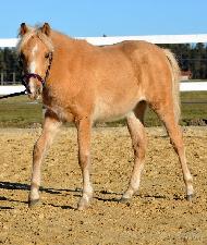 Spitfire ML94 - Welsh Partbred - Kon na prodej