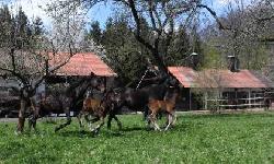 Comance - esk teplokrevnk - Kon na prodej