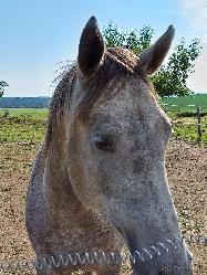 Val - Quarter horse - Kon na prodej
