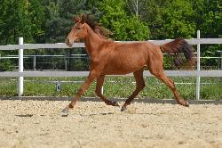 Thea Ophelia ML94 - Holandsk teplokrevnk KWPN - Kon na prodej